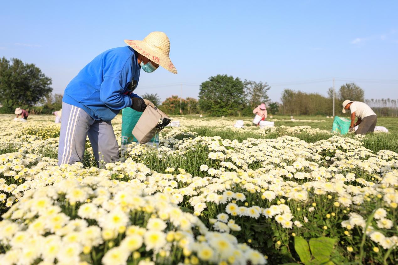 发展花卉产业，推动乡村振兴。相山区委宣传部供图