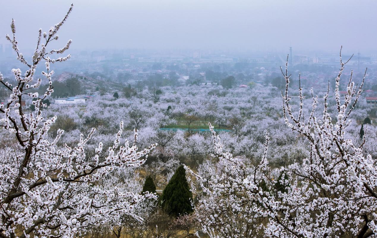 该景区杏花盛开全景。淮北市相山区委宣传部供图