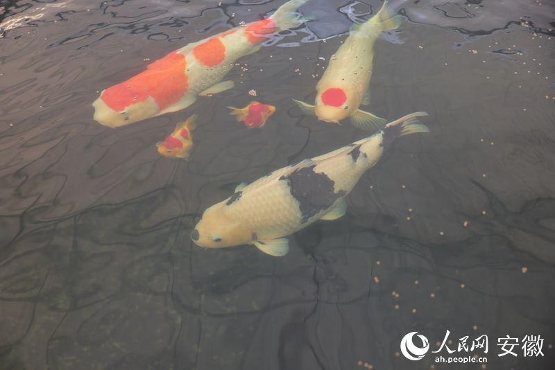 几条锦鲤在悠闲地觅食。人民网 王晓飞摄